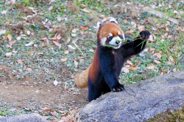 Tourist destination images of Tama Zoological Park(4)