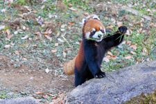 Tourist destination images of Tama Zoological Park(4)