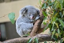 Tourist destination images of Tama Zoological Park(2)