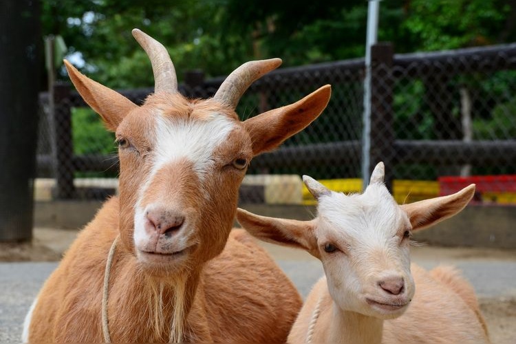 埼玉県こども動物自然公園