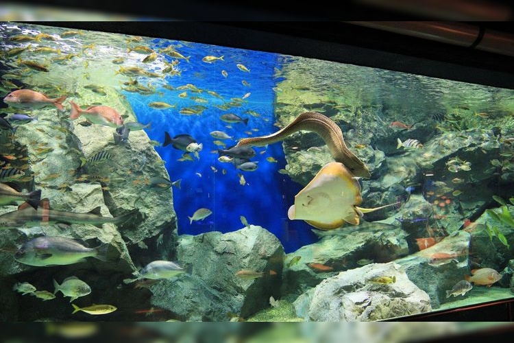 Hekinan Kaibinsuizokukan (Hekinan Marine Aquarium)