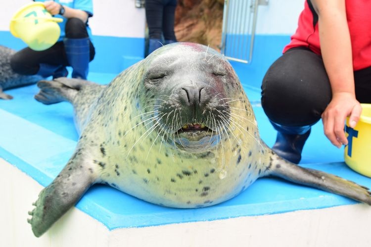 Ise Meotoiwa Fureai Aquarium Sea Paradise