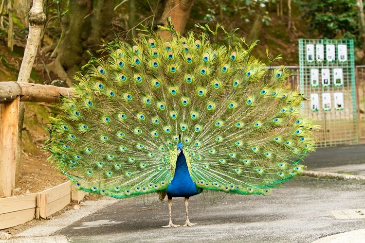 Tourist destination images of Omuta City Zoo(3)