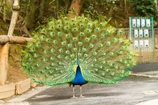 Tourist destination images of Omuta City Zoo(3)