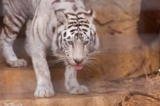 Tourist destination images of Omuta City Zoo(1)