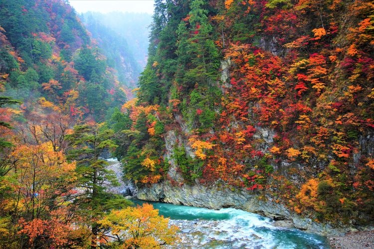 Tourist destination images of Sarutobi Gorge(3)