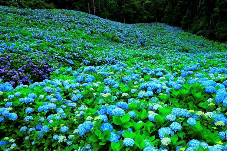 Akasaka Public Park