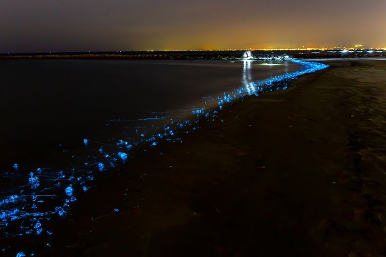 Firefly Squid Aggregation in Toyama Bay