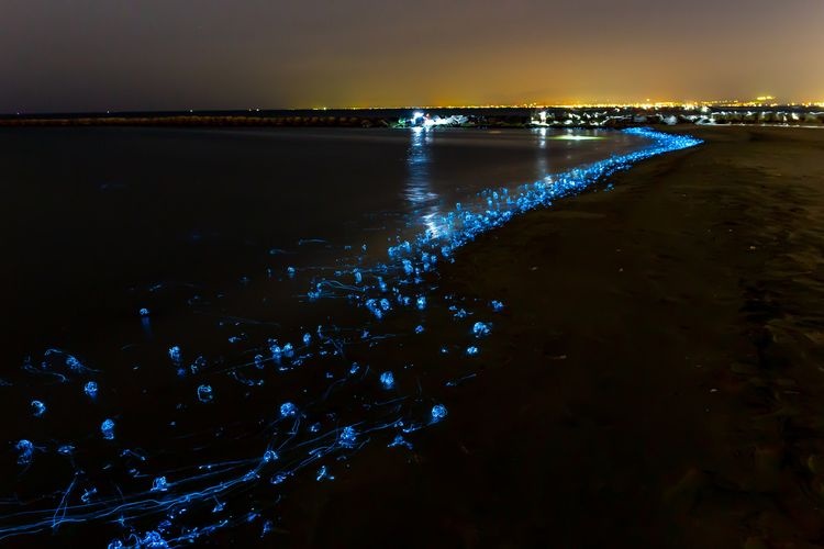 Firefly Squid Aggregation in Toyama Bay