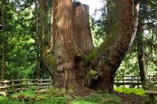 Tourist destination images of Byodoji Temple(1)