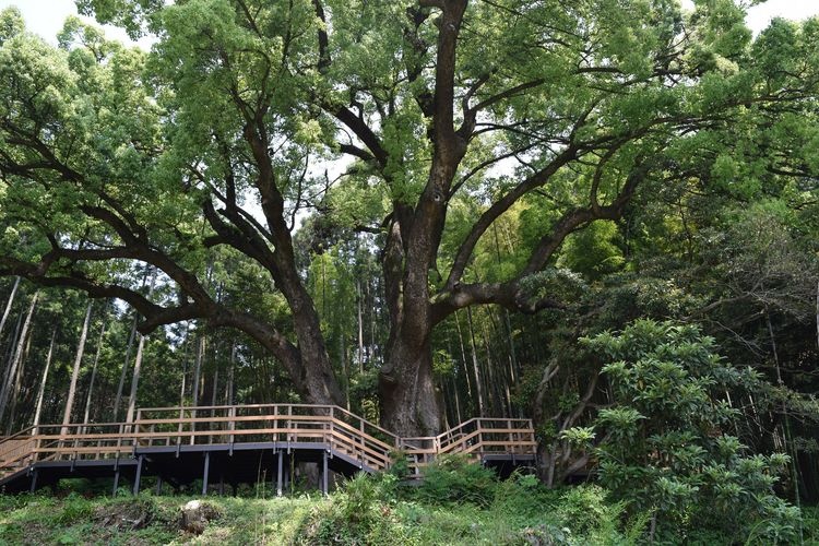 Kamitani no Ookusu (The Great Camphor Tree of Kamitani)