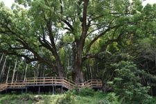 Tourist destination images of Kamitani no Ookusu (The Great Camphor Tree of Kamitani)(1)