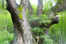 Tourist destination images of Kamitani no Ookusu (The Great Camphor Tree of Kamitani)(2)