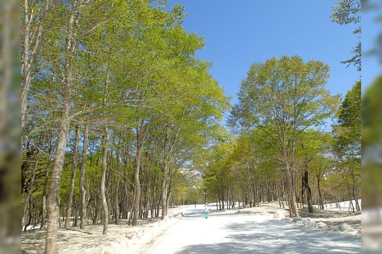 奥只見丸山スキー場