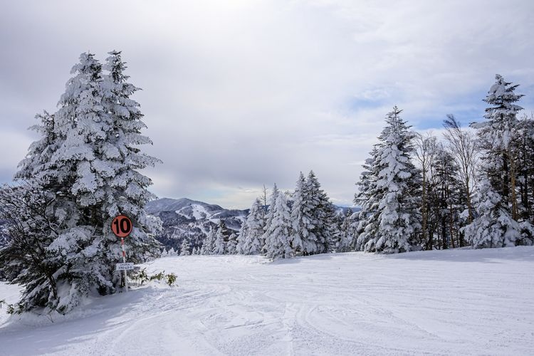 Shiga Kogen Giant Ski Resort