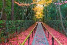 大徳寺高桐院の観光地画像(5)