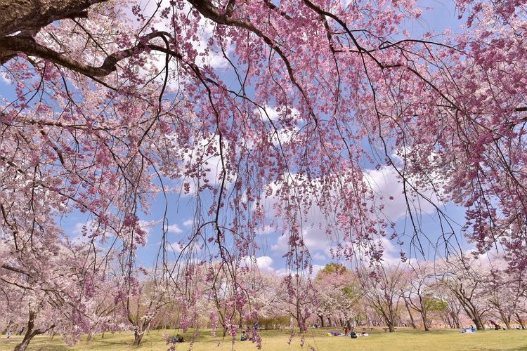 Hachinohe Park