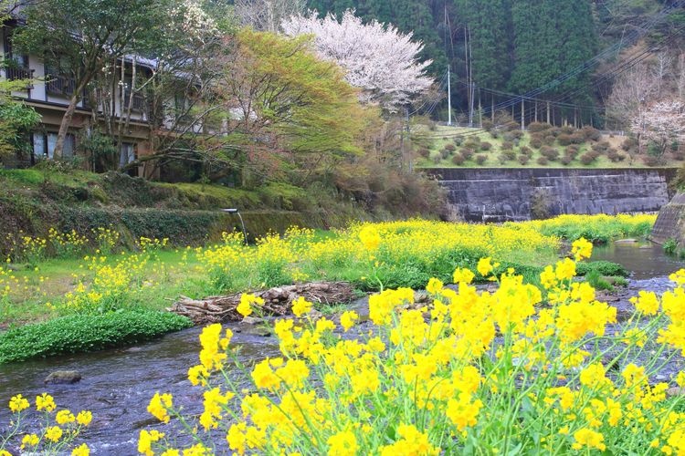 Kurokawa Onsen