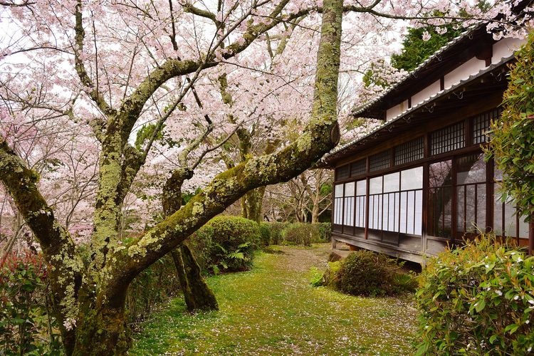 Shojiji Temple