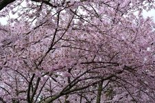 Tourist destination images of Shojiji Temple(4)