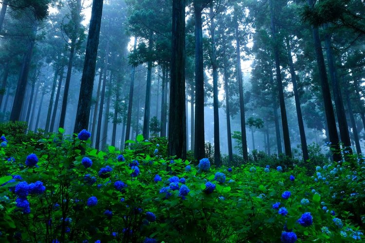 Michinoku Hydrangea Garden