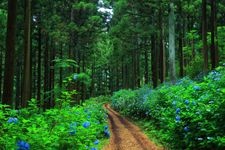 Tourist destination images of Michinoku Hydrangea Garden(2)