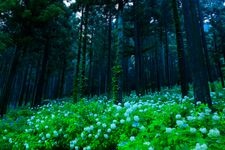 Tourist destination images of Michinoku Hydrangea Garden(3)