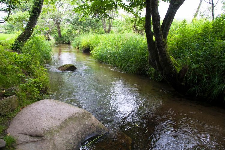 Kappabuchi (Kappa Pond)