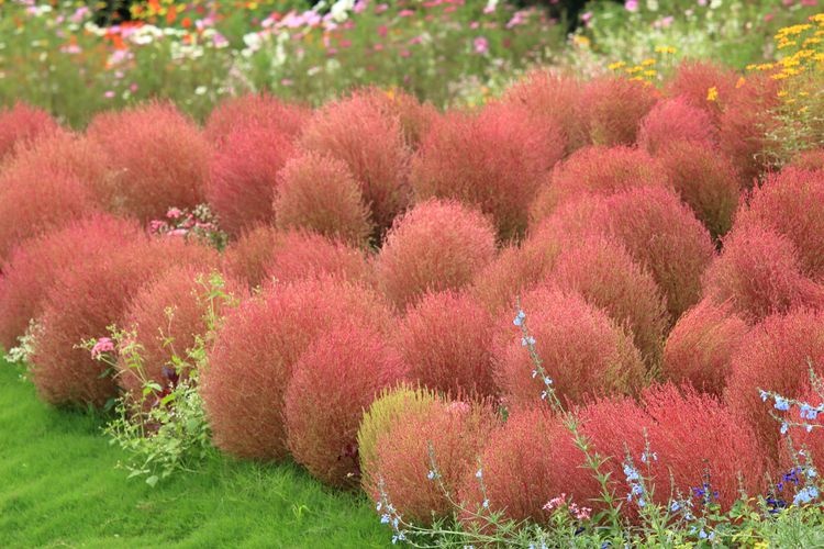 Tourist destination images of Satoyama Garden(2)