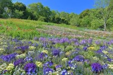 Tourist destination images of Satoyama Garden(4)