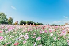 Tourist destination images of Hamana Lake Garden Park(4)