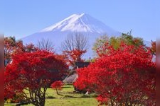 Tourist destination images of Kawaguchiko Maple Corridor(3)