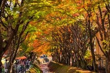 Tourist destination images of Kawaguchiko Maple Corridor(4)