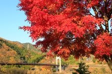 神奈川県立秦野戸川公園の観光地画像(5)