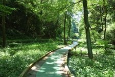 縣立東高根森林公園的觀光景點圖片(1)