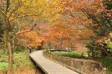 縣立東高根森林公園的觀光景點圖片(2)