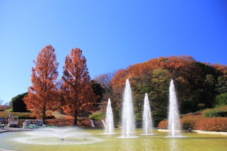 Kokuritsu Musashi-Kyuryo Shinrin Kōen (National Musashi Kyuryo Forest Park)