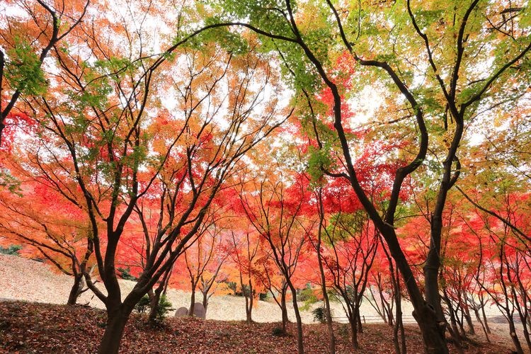 오리히메 공원