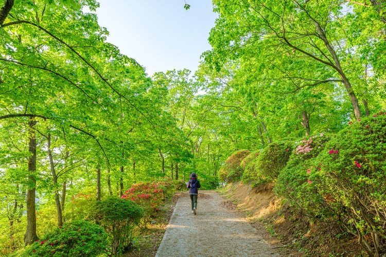 Sakurayama Park