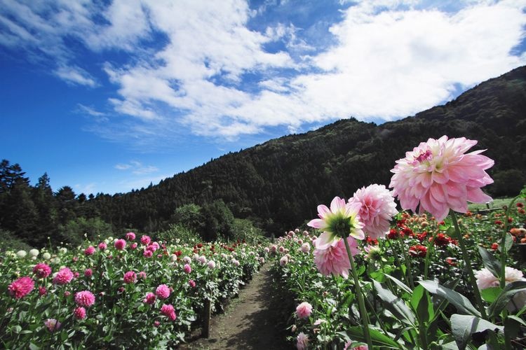 Ryokami Mountain Foot Flower Village Dahlia Garden