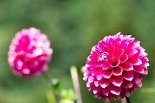 Tourist destination images of Ryokami Mountain Foot Flower Village Dahlia Garden(2)