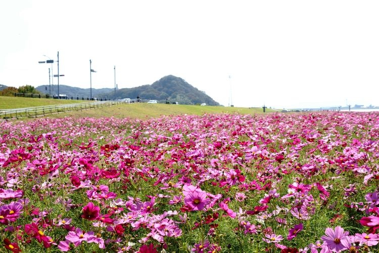 遠賀川河川敷の観光地画像(3)