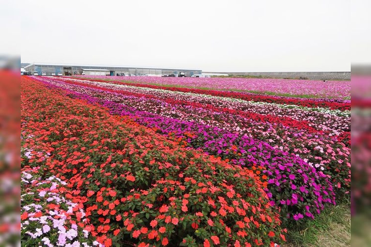 Hanano-umi (Sea of Flowers) Horticultural Farm