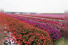 Tourist destination images of Hanano-umi (Sea of Flowers) Horticultural Farm(1)