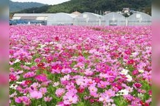 Tourist destination images of Hanano-umi (Sea of Flowers) Horticultural Farm(2)