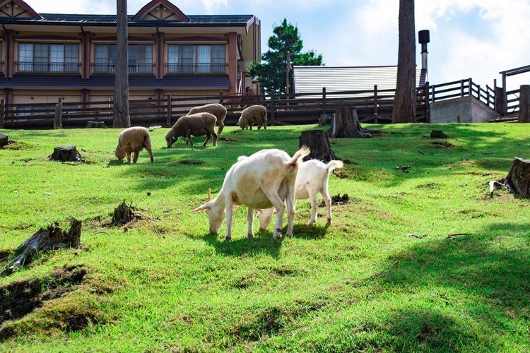 Hyogo Prefectural Tajima Ranch Park