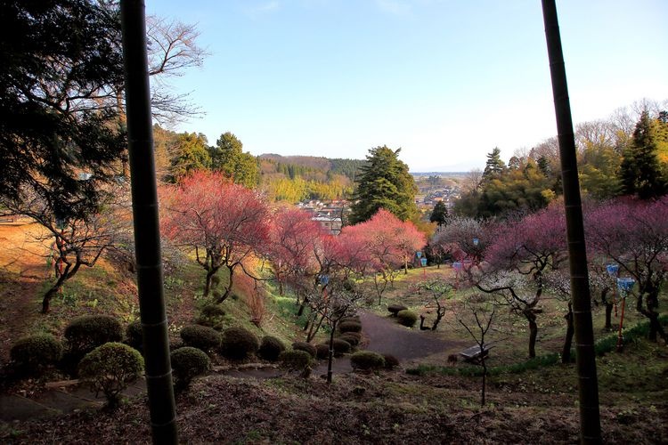 湯田川温泉 梅林公園