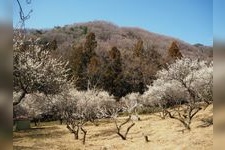 Tourist destination images of Saisei-en(1)