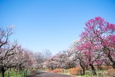 Tourist destination images of Fuchu City Kyodo no Mori Museum(2)