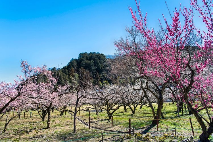 Ogose Plum Grove